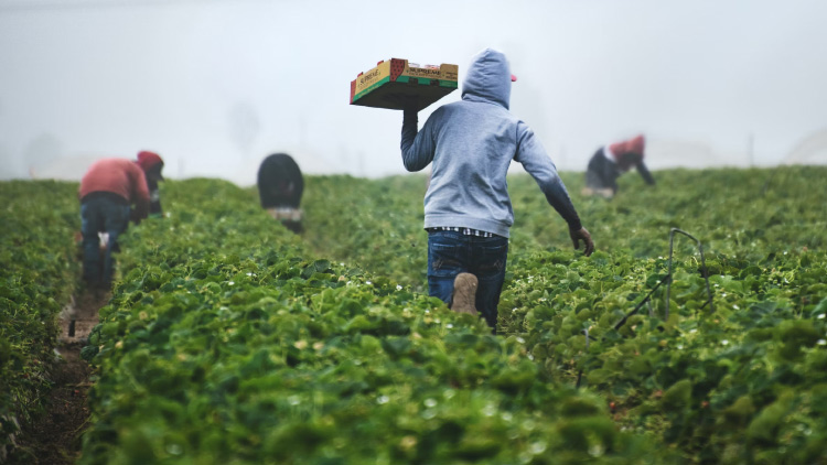 Pekerja Hortikultur
